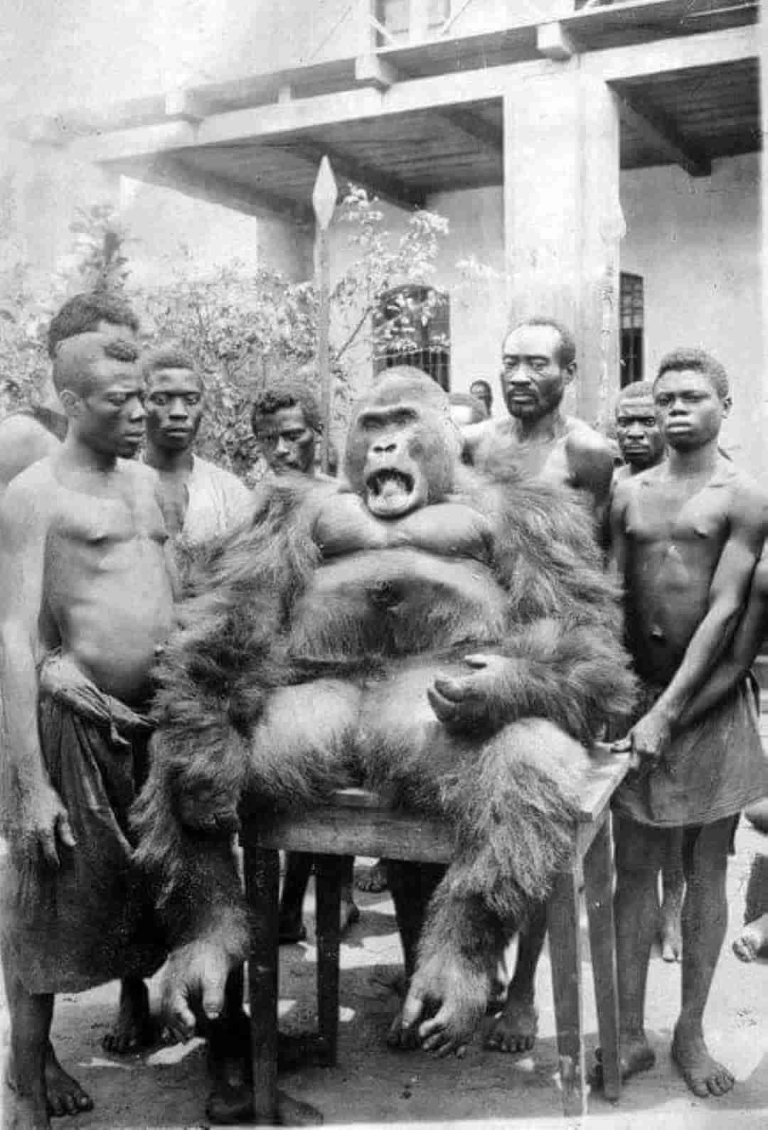 sociedad vuvi en Gabón